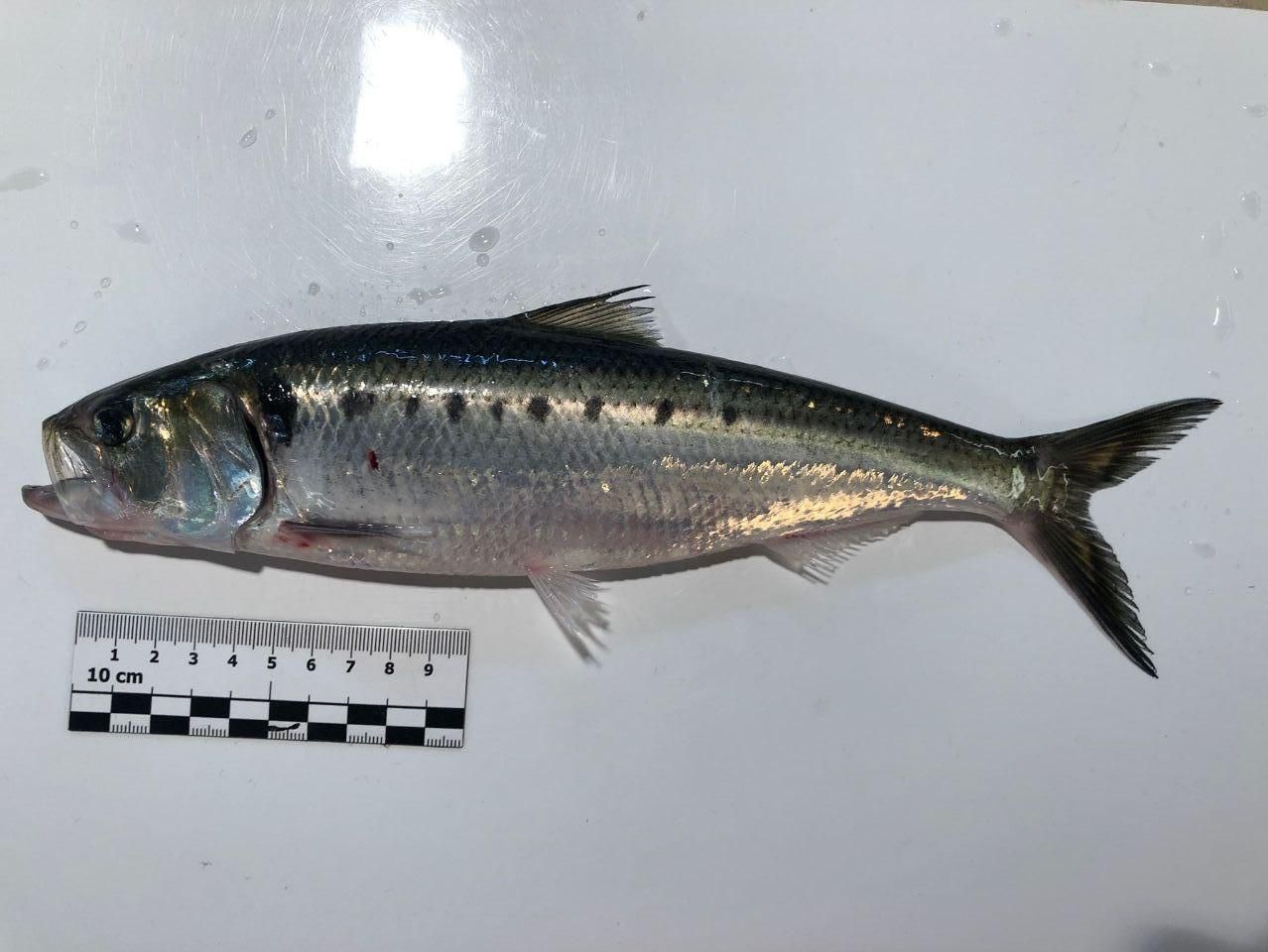 Ein silbriger Fisch mit mehreren schwarzen Punkten auf der Seite