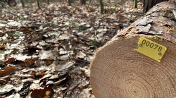 Influences of tree growth conditions on wood properties