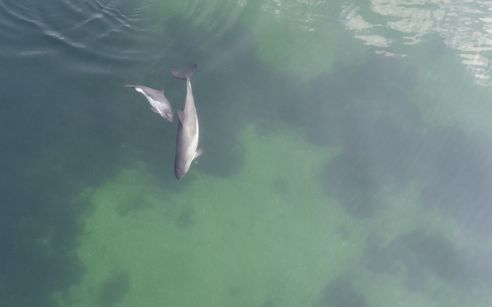 Schweinswalmutter mit Kalb an der Wasseroberfläche von oben 