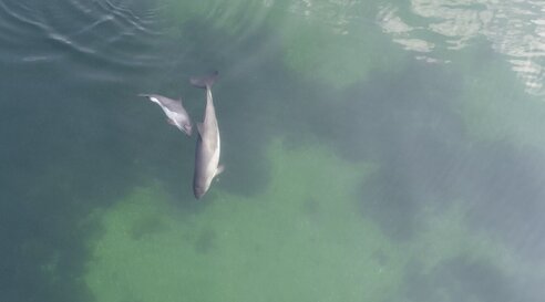 Schweinswalmutter mit Kalb an der Wasseroberfläche von oben 