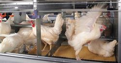 Laying hens in small group systems - is it profitable?