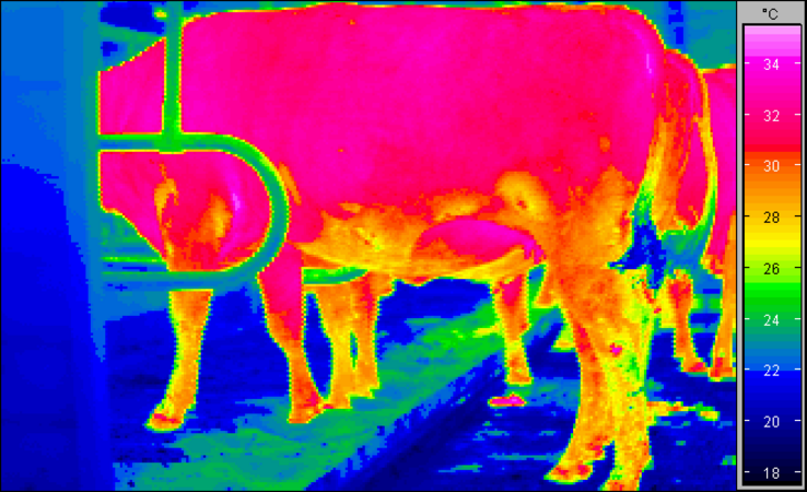 Thermography