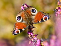 Impacts of agricultural land use and landscape structure on butterflies in agricultural landscapes