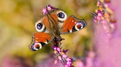 Impacts of agricultural land use and landscape structure on butterflies in agricultural landscapes