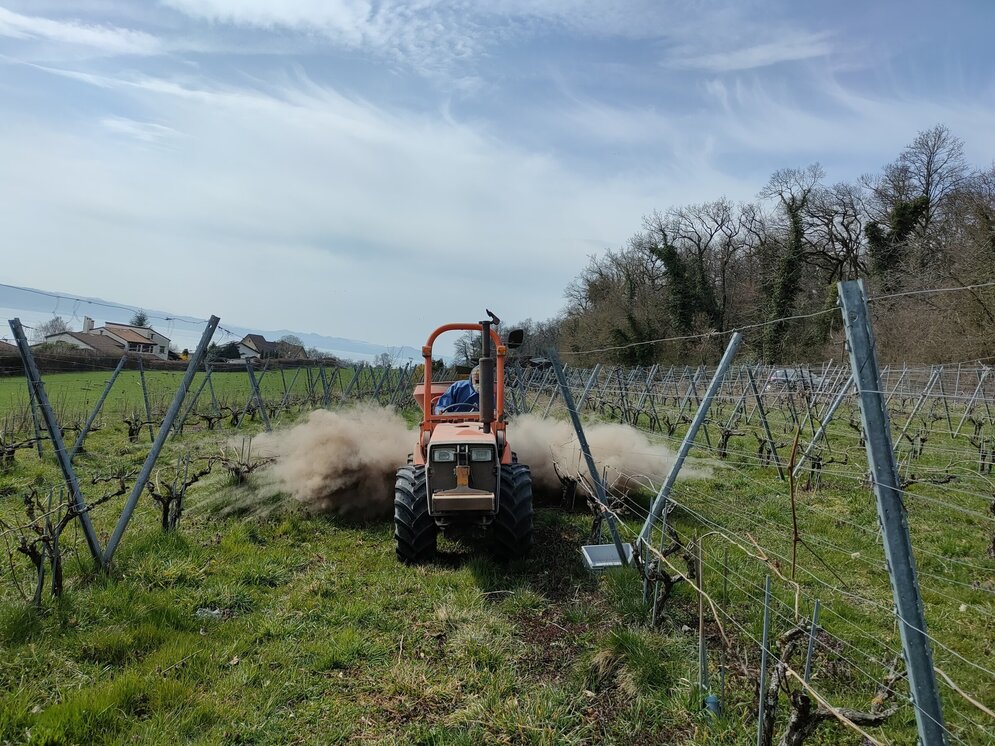 A tractor drives between the vines and scatters a white-brown powder.