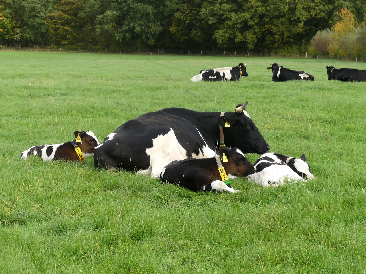 [Translate to English:]