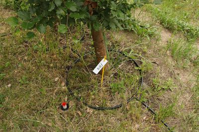 Bewässerungssystem und Bodenfeuchte-Messrohr um einen Versuchsbaum im Klimawald Berlin 