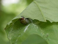 A caterpillar of the European oak leafroller has rolled itself up in a leaf and uses the leaf both as shelter and food at the same time.