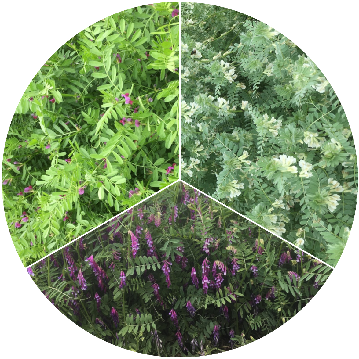 drei verschiedene Wickensorten, zwei lila, eine weiß blühend