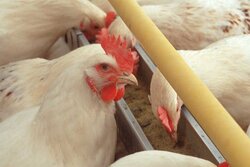 100%-Biofütterung mit Rapskuchen und heimischen Körnerleguminosen bei Legehennen