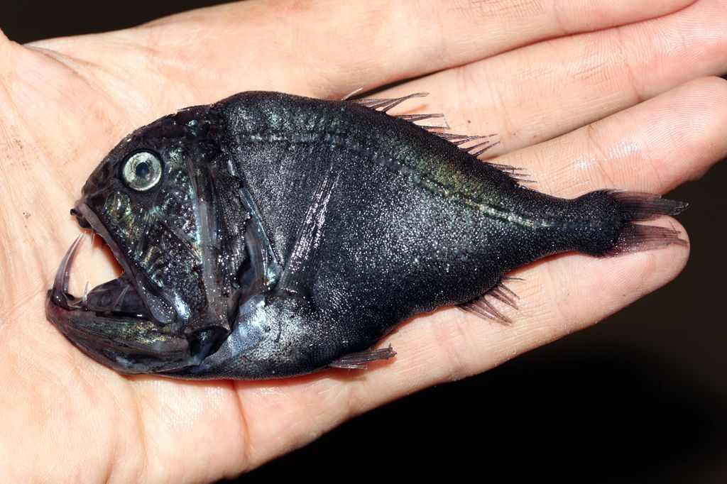  Der Fangfisch ist kleiner als eine Handfläche