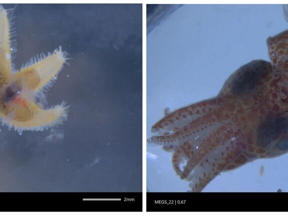 Zweigeteiltes Bild mit einem sehr jungen Seestern und einem sehr jungen Tintenfisch