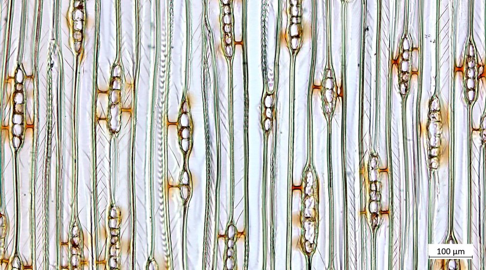 Ein helles längsgestreiftes Bild, die Linien weisen an einigen Stellen verdickungen auf.