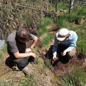 Zwei Personen untersuchen die oberen 50 cm des Bodens eines Moores anhand eines Moorklappsondenkerns. Moor bei Hermsdorf in Thüringen. 