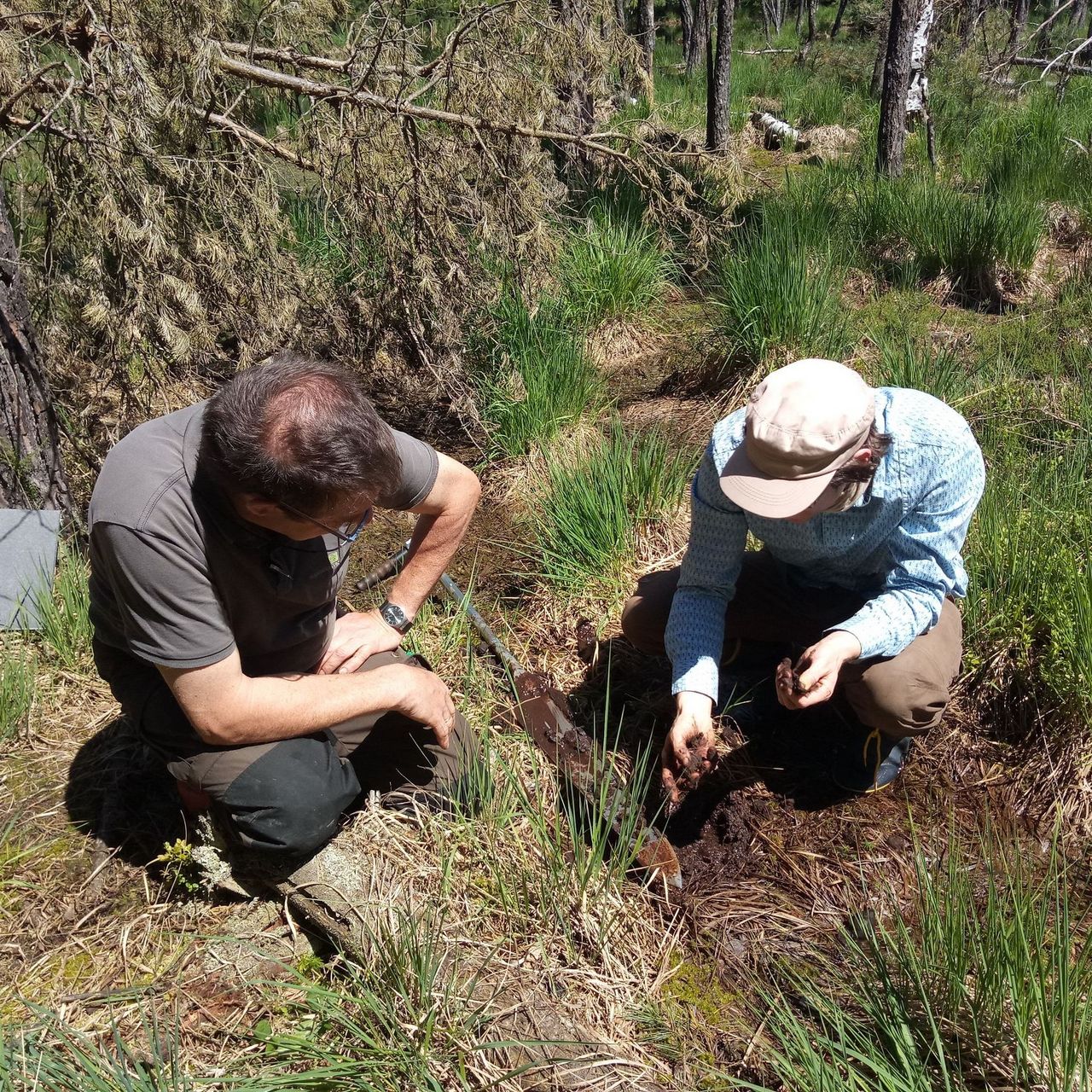 Mitarbeiter untersuchen die oberen 50 cm des Bodens eines Moores anhand eines Moorklappsondenkerns. Moor bei Hermsdorf in Thüringen.