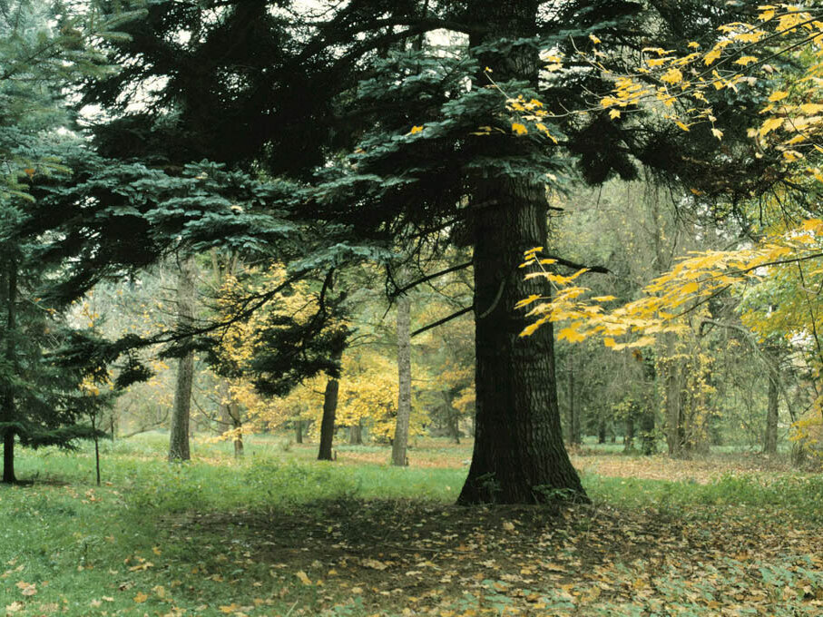 Arboretum Tannenhöft in Großhansdorf 