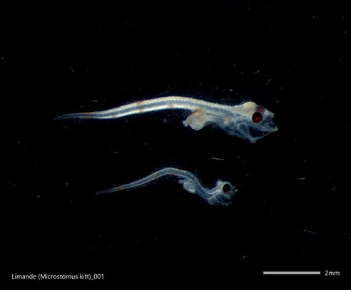 diverse developmental stages of the Limande