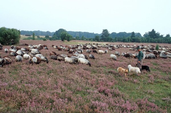 Ein Schäfer mit Hunden und Schafen in einer blühenden Heidelandschaft