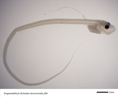 Larva of the visceral fish