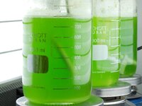 Photobioreaktoren für Mikroalgen Photobioreaktoren für Mikroalgen