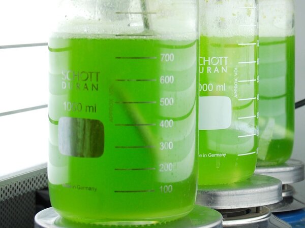 Klicken für eine Vergrösserung Photobioreaktoren für Mikroalgen