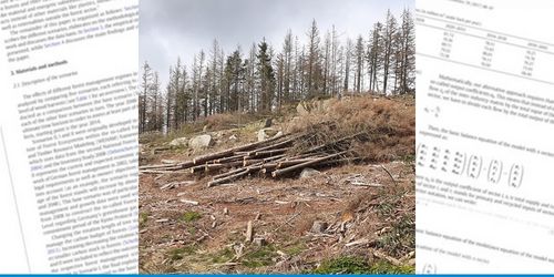 Waldschäden im Westharz · Kahlschlagfläche mit gefällten und noch stehenden toten Fichten im Westharz.
