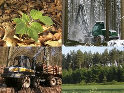 How environmental friendly is timber production in Germany?