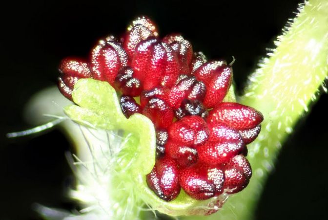 Das Foto zeigt die roten Antheren einer maskulinisierte Pappelblüte