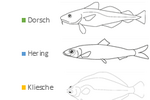 Balkengrafik mit bunten Balken und Strichzeichnungen von Dorsch, Hering und Kliesche.
