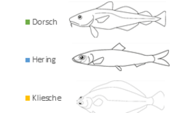 Basisdaten: Quecksilber im Meeresfisch