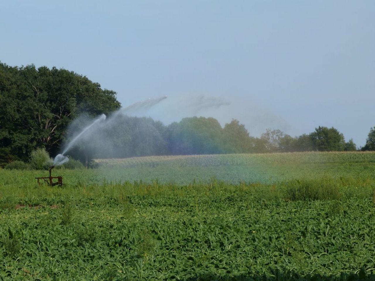 Entstehen eines Regenbogens durch das herabfallende Wasser aus einer Bewässerungskanone über einem Zuckerrübenfeld
