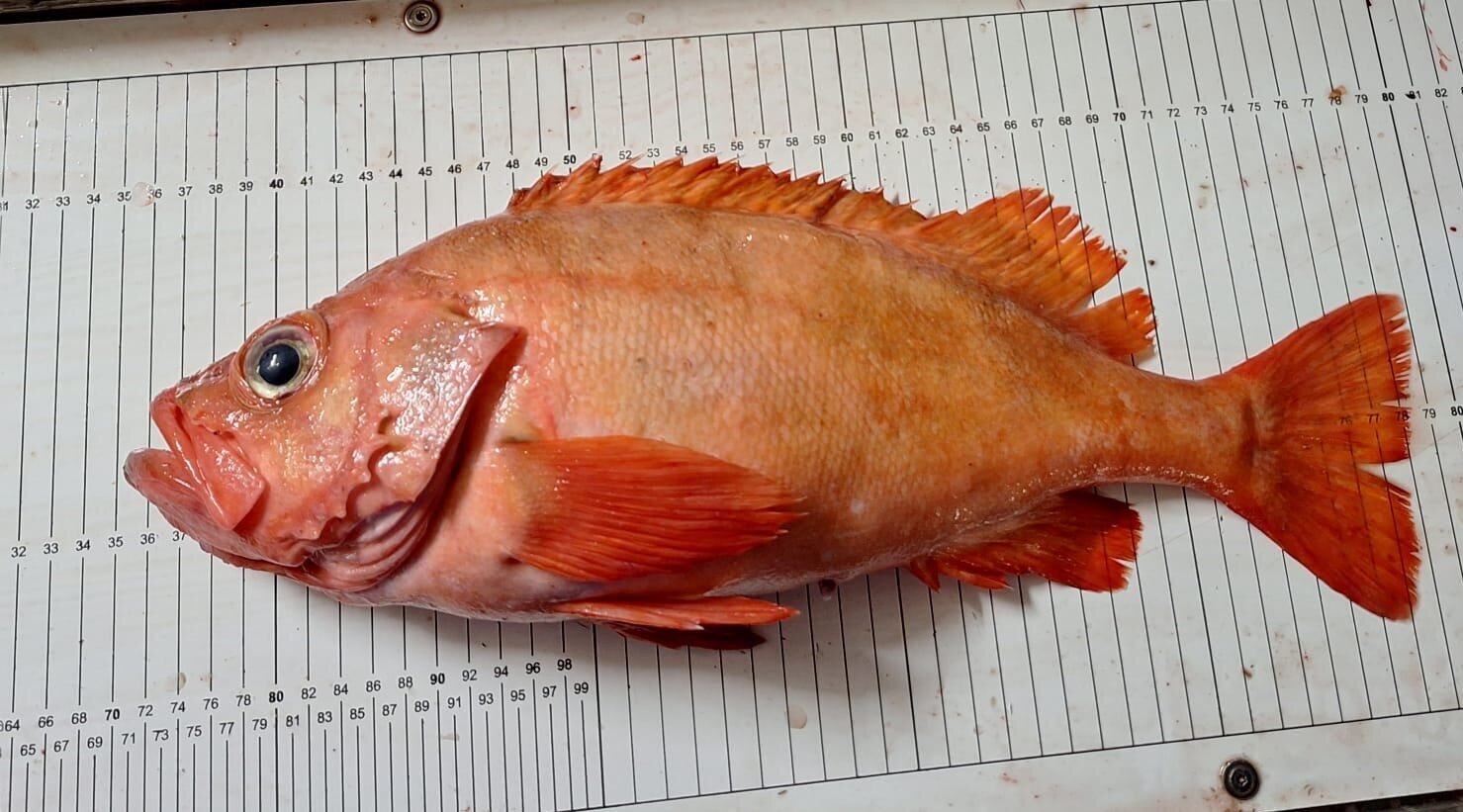 Redfish on a measuring board