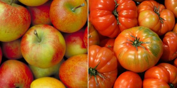 Gartenbau, Äpfel und Tomaten