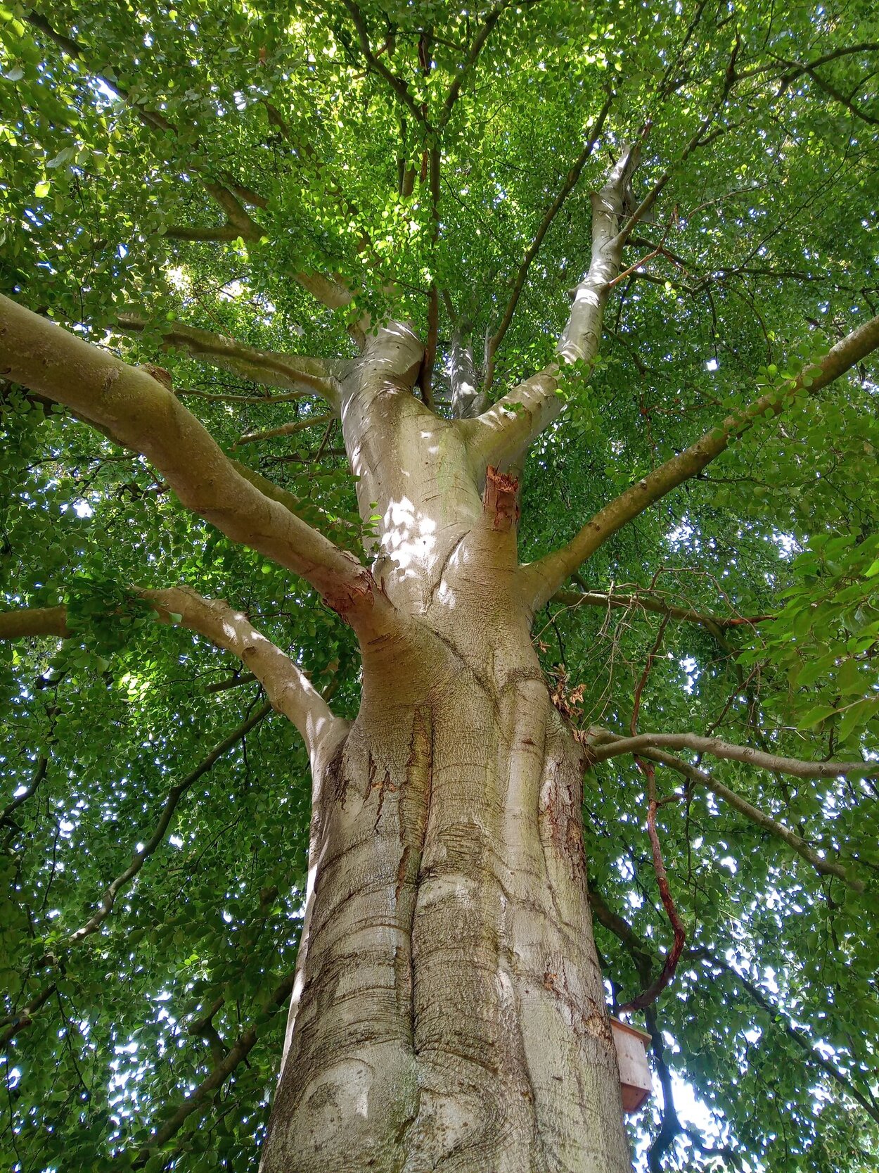 Baum mit dickem Stamm und vollem Blätterdach aus Froschperspektive