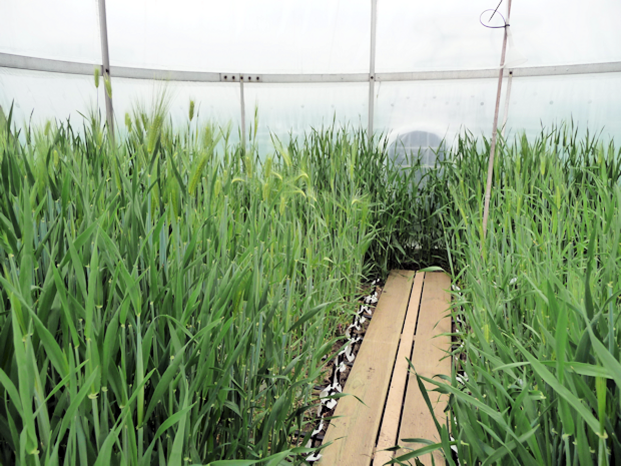 Different barley genotypes exposed to elevated CO2