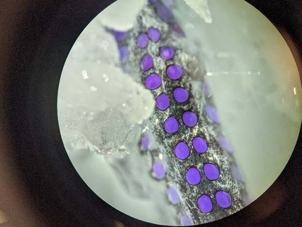 Light organs, „Photophors“ Light organs, „Photophors“