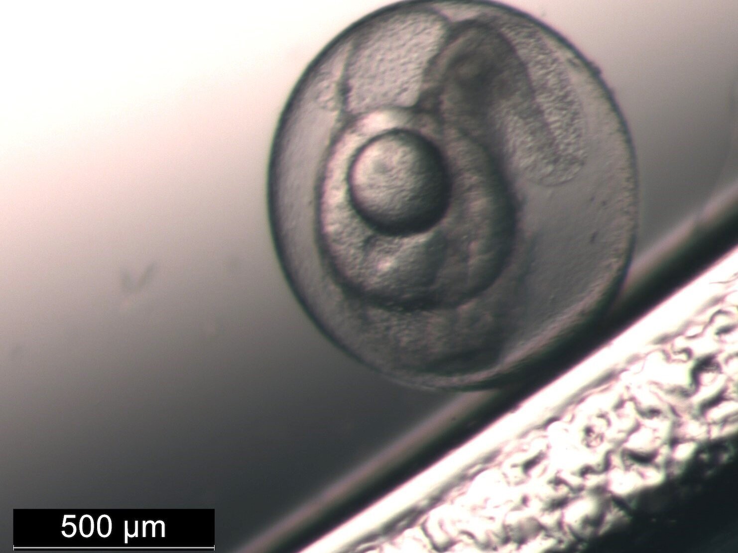 Ein circa 1 mm großes Fisch-Ei.