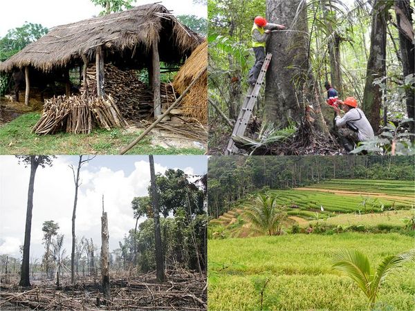 Eine Collage zeigt BIlder von gebündeltem Feuerholz unter einem Strohdachhaus, Personen, die den Umfang eines Baumes messen, ein durch Feuer zerstörten Regenwald und eine Plantage.