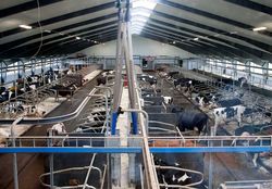 Analysis of Production Costs on Dairy Farms within the EDF (European Dairy Farmers) Network