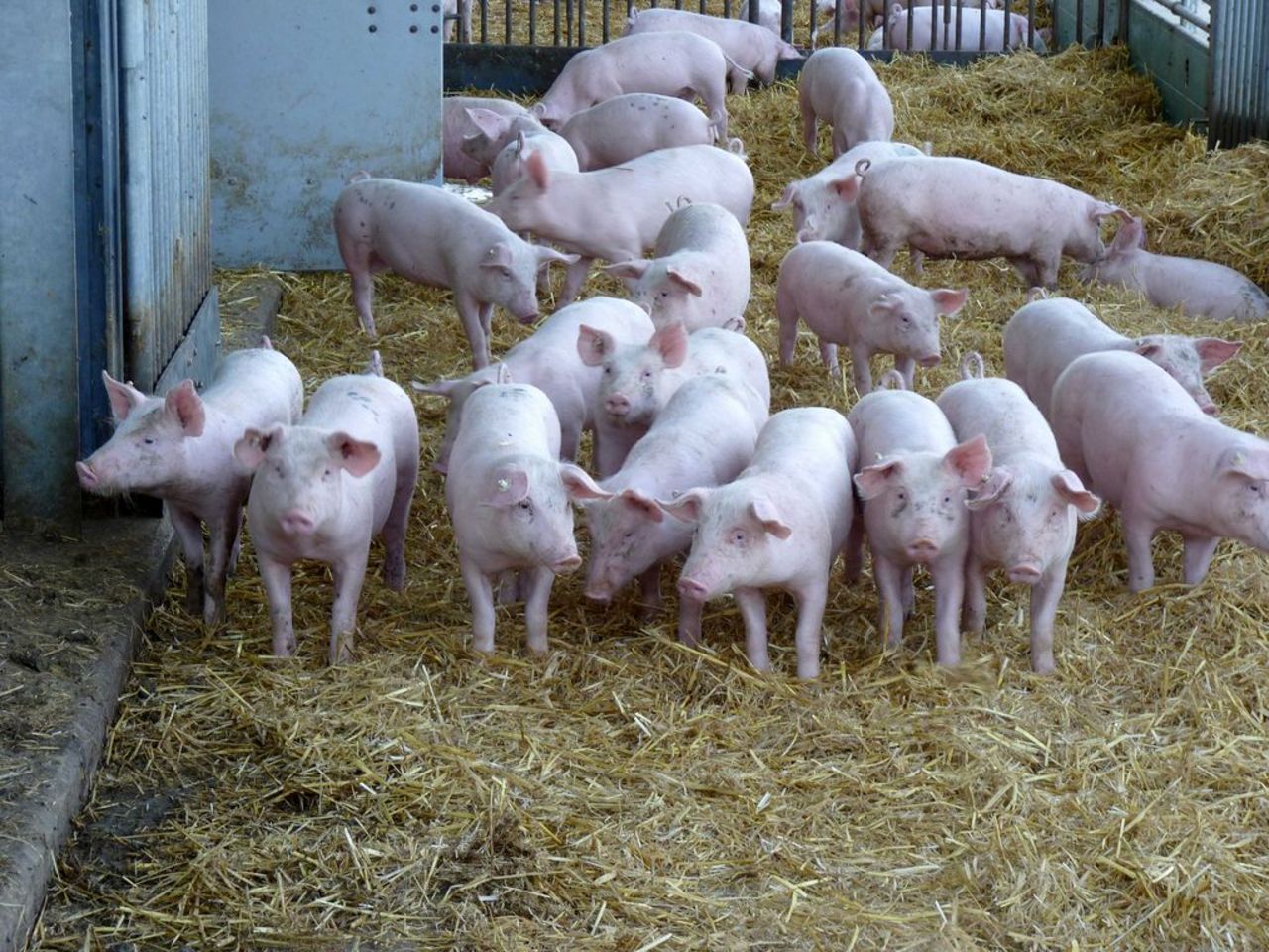 Partly roofed outdoor pigsty, organic pigs