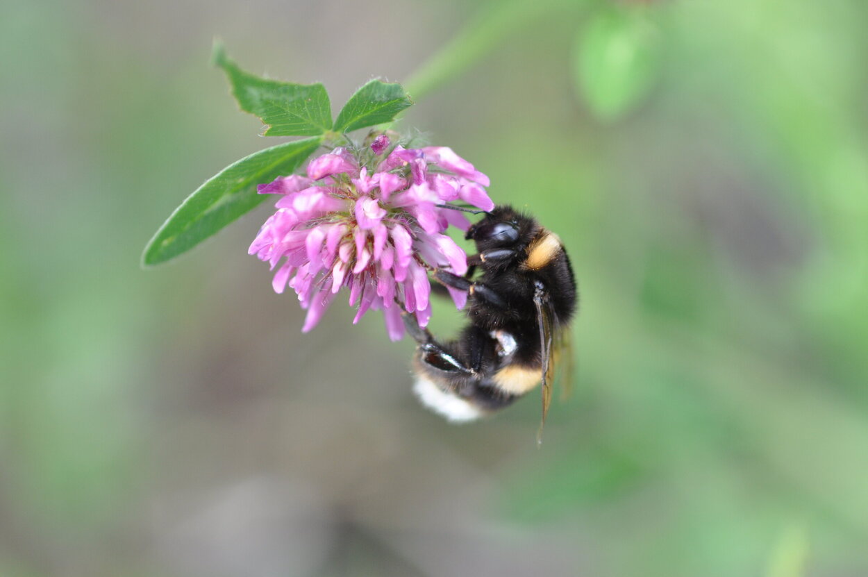 Eine Hummel auf einer rosa Blüte.