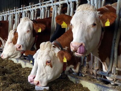 Kühe im Stall beim Fressen