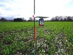 Messung der Ammoniak-Emissionen mit Säurefallen im Winterweizen am Standort Linner See/Osnabrück