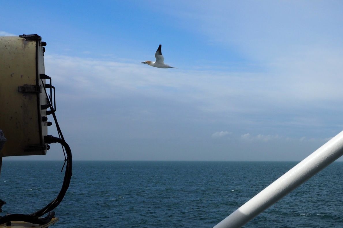 Ein Basstölpel fliegt neben dem Schiff