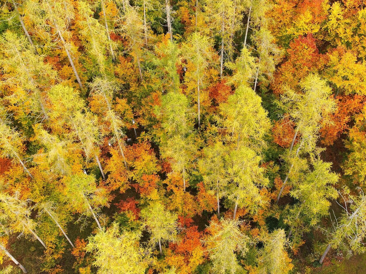Drohnenaufnahme eines herbstlichen Waldes