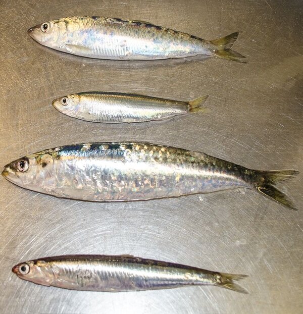 Herring, Sprat, Sardine, Anchovy