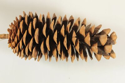 Zapfen der Zuckerkiefer