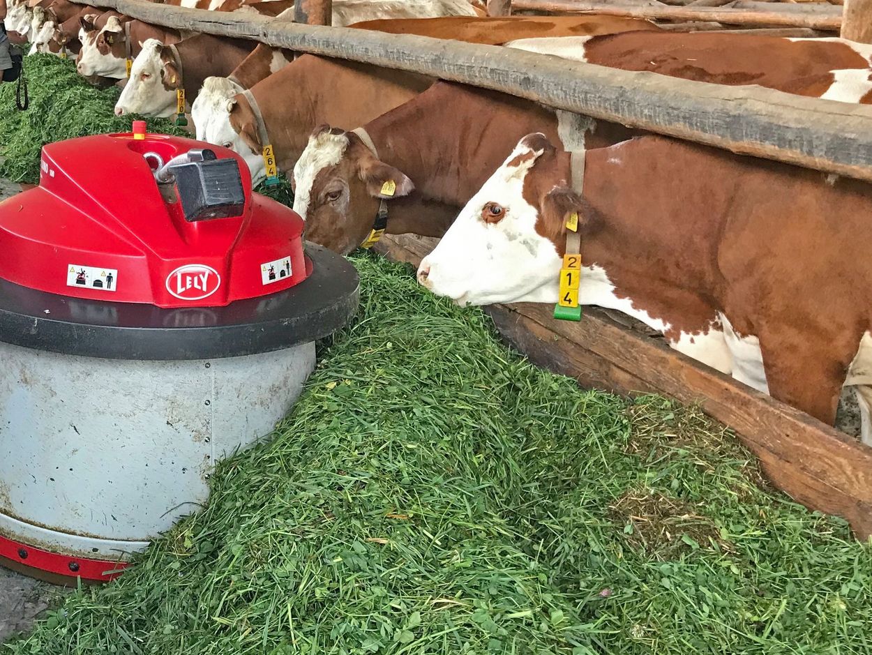 Kühen wird im Stall mithilfe eines technischen Geräts Grünfutter angeboten. 