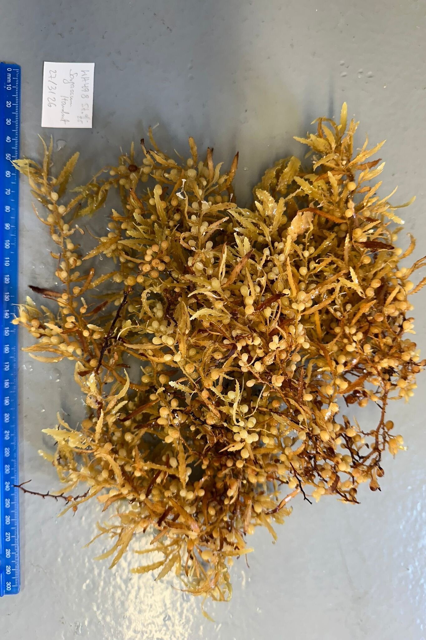Die Braunalge Sargassum.