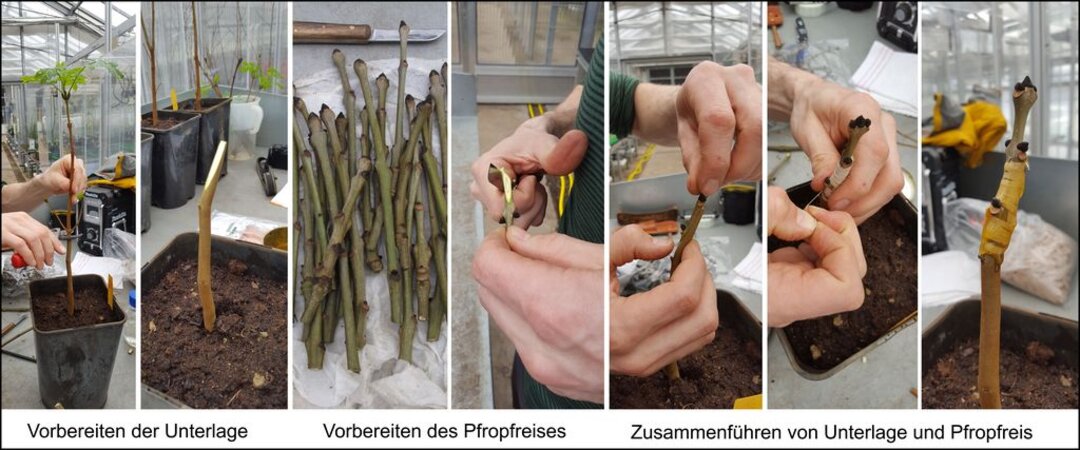Diese Abbildung zeigt mit sieben Teilbildern die einzelnen Schritte einer Pfropfung. Als erstes wird die getopfte Unterlage durch Kappen des Triebes und dann durch das Setzen eines angeschrägten Schnittes vorbereitet (Bild eins und zwei). Dann sind die noch nicht vorbereiteten Pfropfreisern auf einem Haufen zu sehen (Bild drei). Ein Reis wird von einer Person bearbeitet und mit einem schrägen Schnitt vorbereitet (Bild vier). Das Reis wird an die Unterlage gehalten, mit einem Gummiband umwickelt und fixiert (Bild fünf und sechs). Am Ende wurde die umwickelte Stelle mit Harz bestrichen und die gepfropfte Pflanze ist fertig (Bild sieben). 